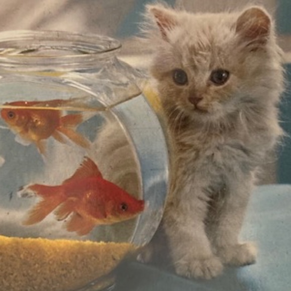 Kenneth Jay Lane Starfish Brooch - Picture 6 of 6